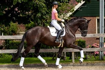 Bürgermeister – Talentiertes Pferd von Ferdeaux