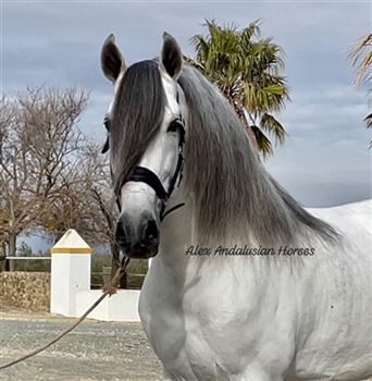 Super Barock stallion PRE - Piro FREE