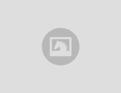 Wunderschöner 3-jähriger Rappenwallach – vielversprechendes Dressurpferd